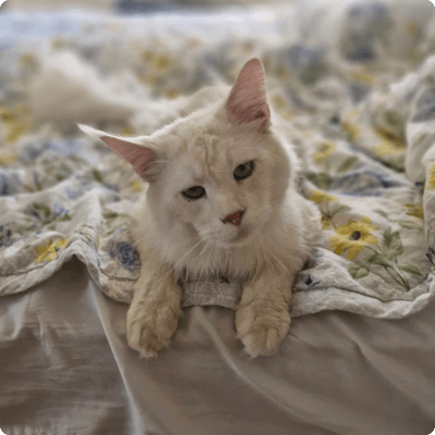 asgard giants gatil maine coon raça mainecoon gato gatos filhote gatinho kitty kiten cat cats criador criação