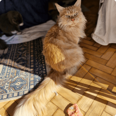 asgard giants gatil maine coon raça mainecoon gato gatos filhote gatinho kitty kiten cat cats criador criação