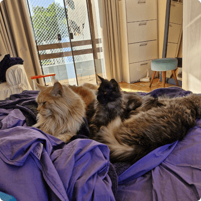 asgard giants gatil maine coon raça mainecoon gato gatos filhote gatinho kitty kiten cat cats criador criação