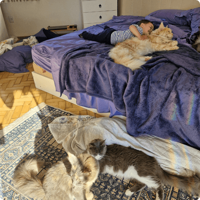 asgard giants gatil maine coon raça mainecoon gato gatos filhote gatinho kitty kiten cat cats criador criação