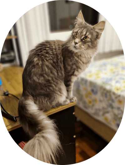 asgard giants gatil maine coon raça mainecoon gato gatos filhote gatinho kitty kiten cat cats criador criação