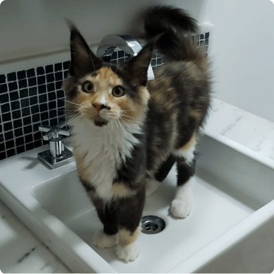 asgard giants gatil maine coon raça mainecoon gato gatos filhote gatinho kitty kiten cat cats criador criação