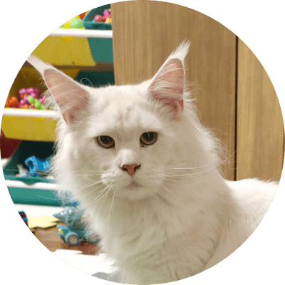 asgard giants gatil maine coon raça mainecoon gato gatos filhote gatinho kitty kiten cat cats criador criação