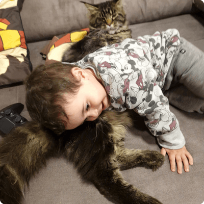 asgard giants gatil maine coon raça mainecoon gato gatos filhote gatinho kitty kiten cat cats criador criação