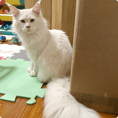 asgard giants gatil maine coon raça mainecoon gato gatos filhote gatinho kitty kiten cat cats criador criação