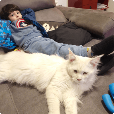 asgard giants gatil maine coon raça mainecoon gato gatos filhote gatinho kitty kiten cat cats criador criação