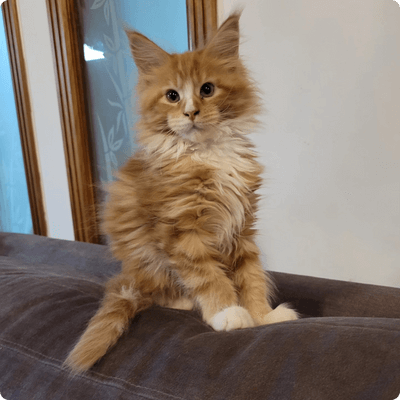 asgard giants gatil maine coon raça mainecoon gato gatos filhote gatinho kitty kiten cat cats criador criação