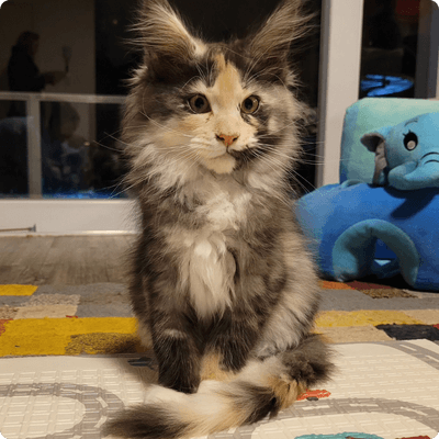 asgard giants gatil maine coon raça mainecoon gato gatos filhote gatinho kitty kiten cat cats criador criação
