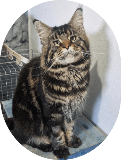 asgard giants gatil maine coon raça mainecoon gato gatos filhote gatinho kitty kiten cat cats criador criação