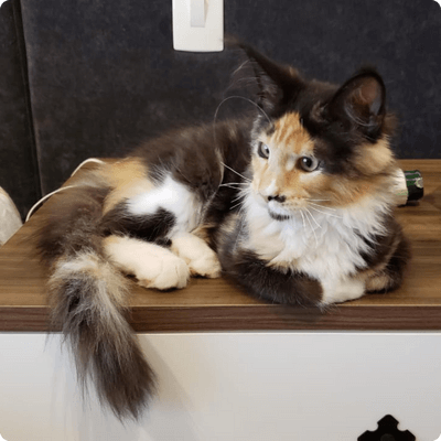 asgard giants gatil maine coon raça mainecoon gato gatos filhote gatinho kitty kiten cat cats criador criação