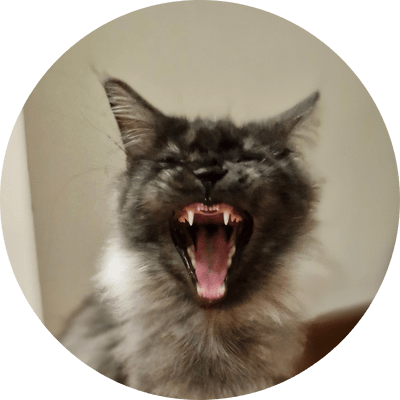 asgard giants gatil maine coon raça mainecoon gato gatos filhote gatinho kitty kiten cat cats criador criação