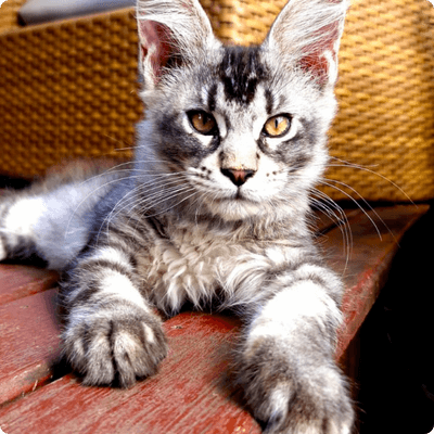 asgard giants gatil maine coon raça mainecoon gato gatos filhote gatinho kitty kiten cat cats criador criação