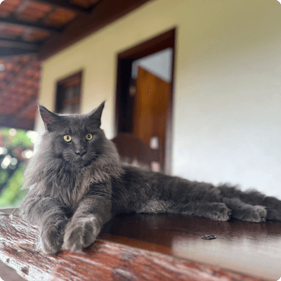 asgard giants gatil maine coon raça mainecoon gato gatos filhote gatinho kitty kiten cat cats criador criação