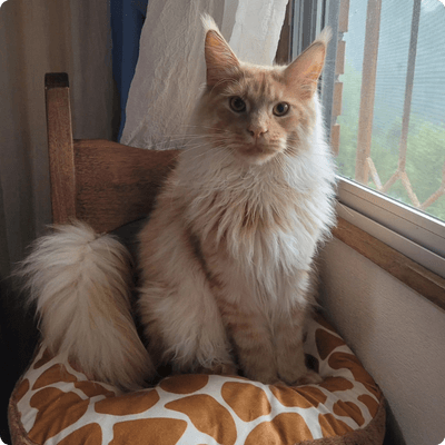 asgard giants gatil maine coon raça mainecoon gato gatos filhote gatinho kitty kiten cat cats criador criação