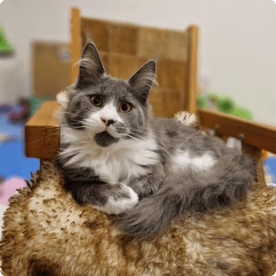 asgard giants gatil maine coon raça mainecoon gato gatos filhote gatinho kitty kiten cat cats criador criação