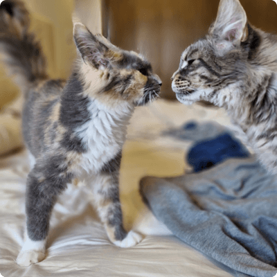 asgard giants gatil maine coon raça mainecoon gato gatos filhote gatinho kitty kiten cat cats criador criação