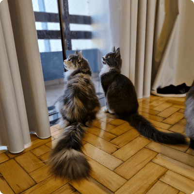 asgard giants gatil maine coon raça mainecoon gato gatos filhote gatinho kitty kiten cat cats criador criação