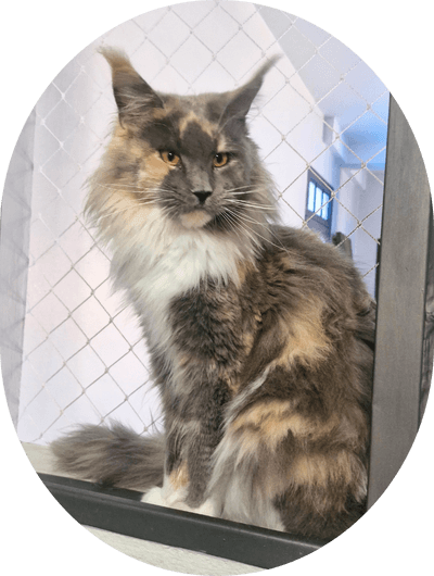 asgard giants gatil maine coon raça mainecoon gato gatos filhote gatinho kitty kiten cat cats criador criação