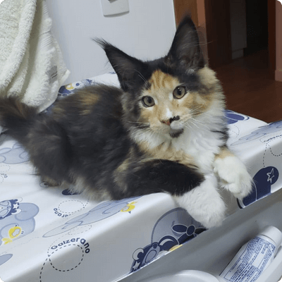 asgard giants gatil maine coon raça mainecoon gato gatos filhote gatinho kitty kiten cat cats criador criação