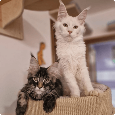 asgard giants gatil maine coon raça mainecoon gato gatos filhote gatinho kitty kiten cat cats criador criação