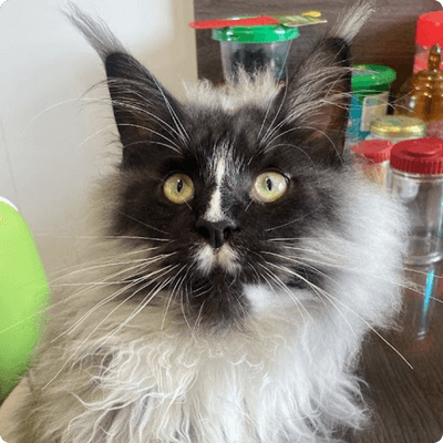 asgard giants gatil maine coon raça mainecoon gato gatos filhote gatinho kitty kiten cat cats criador criação