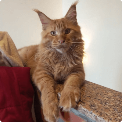 asgard giants gatil maine coon raça mainecoon gato gatos filhote gatinho kitty kiten cat cats criador criação