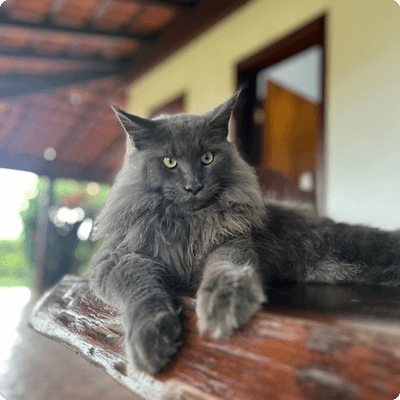 asgard giants gatil maine coon raça mainecoon gato gatos filhote gatinho kitty kiten cat cats criador criação