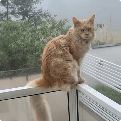 asgard giants gatil maine coon raça mainecoon gato gatos filhote gatinho kitty kiten cat cats criador criação