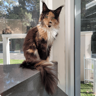 asgard giants gatil maine coon raça mainecoon gato gatos filhote gatinho kitty kiten cat cats criador criação