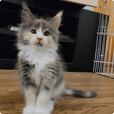 asgard giants gatil maine coon raça mainecoon gato gatos filhote gatinho kitty kiten cat cats criador criação