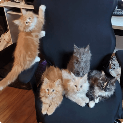 asgard giants gatil maine coon raça mainecoon gato gatos filhote gatinho kitty kiten cat cats criador criação