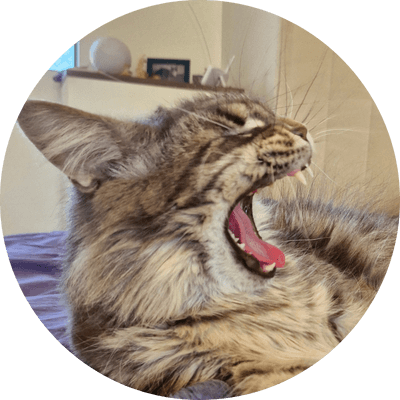 asgard giants gatil maine coon raça mainecoon gato gatos filhote gatinho kitty kiten cat cats criador criação