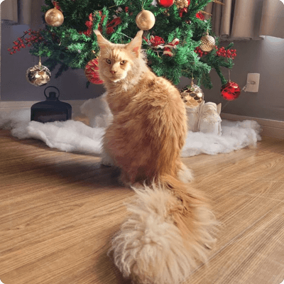 asgard giants gatil maine coon raça mainecoon gato gatos filhote gatinho kitty kiten cat cats criador criação