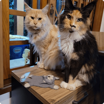 asgard giants gatil maine coon raça mainecoon gato gatos filhote gatinho kitty kiten cat cats criador criação