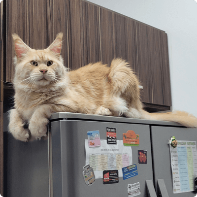 asgard giants gatil maine coon raça mainecoon gato gatos filhote gatinho kitty kiten cat cats criador criação