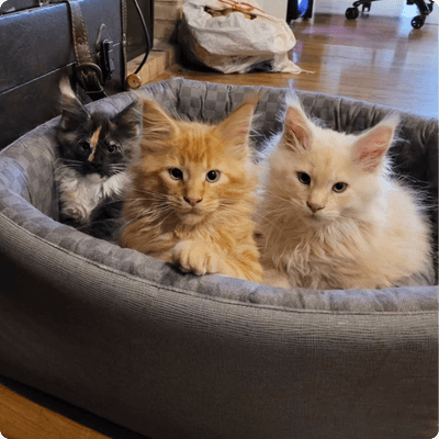 asgard giants gatil maine coon raça mainecoon gato gatos filhote gatinho kitty kiten cat cats criador criação