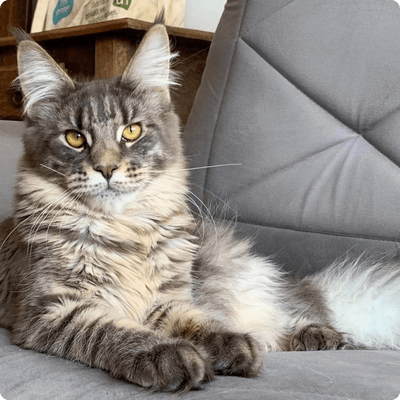 asgard giants gatil maine coon raça mainecoon gato gatos filhote gatinho kitty kiten cat cats criador criação