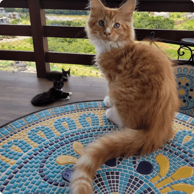 asgard giants gatil maine coon raça mainecoon gato gatos filhote gatinho kitty kiten cat cats criador criação