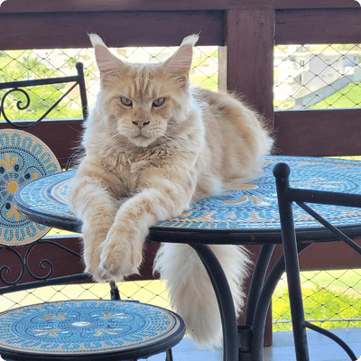 asgard giants gatil maine coon raça mainecoon gato gatos filhote gatinho kitty kiten cat cats criador criação