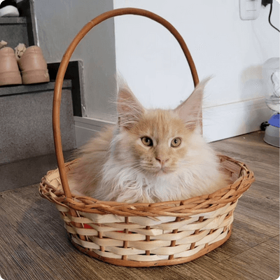 asgard giants gatil maine coon raça mainecoon gato gatos filhote gatinho kitty kiten cat cats criador criação
