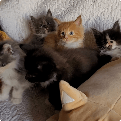asgard giants gatil maine coon raça mainecoon gato gatos filhote gatinho kitty kiten cat cats criador criação
