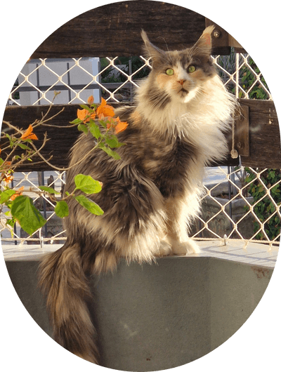 asgard giants gatil maine coon raça mainecoon gato gatos filhote gatinho kitty kiten cat cats criador criação