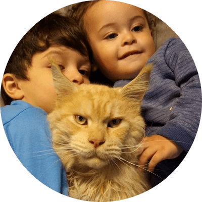 asgard giants gatil maine coon raça mainecoon gato gatos filhote gatinho kitty kiten cat cats criador criação