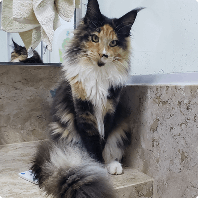 asgard giants gatil maine coon raça mainecoon gato gatos filhote gatinho kitty kiten cat cats criador criação