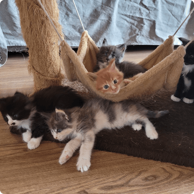 asgard giants gatil maine coon raça mainecoon gato gatos filhote gatinho kitty kiten cat cats criador criação