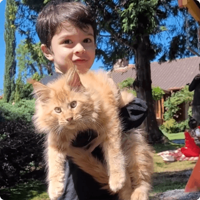 asgard giants gatil maine coon raça mainecoon gato gatos filhote gatinho kitty kiten cat cats criador criação