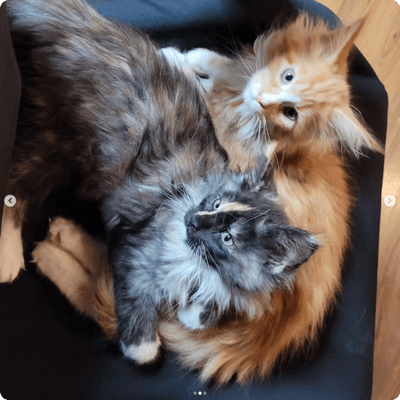 asgard giants gatil maine coon raça mainecoon gato gatos filhote gatinho kitty kiten cat cats criador criação