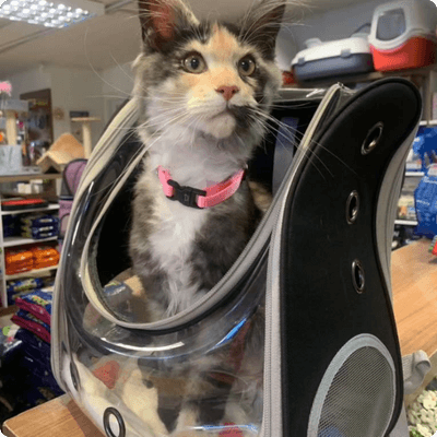 asgard giants gatil maine coon raça mainecoon gato gatos filhote gatinho kitty kiten cat cats criador criação