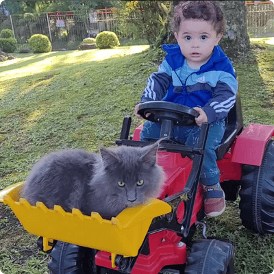 asgard giants gatil maine coon raça mainecoon gato gatos filhote gatinho kitty kiten cat cats criador criação