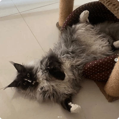 asgard giants gatil maine coon raça mainecoon gato gatos filhote gatinho kitty kiten cat cats criador criação